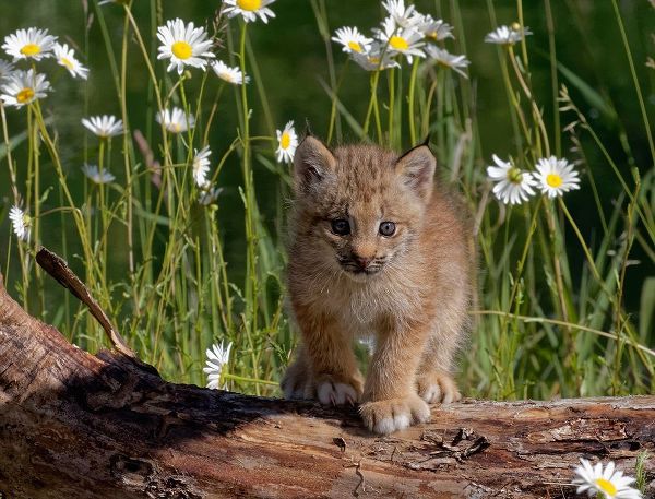 Montana Baby bobcat close-up